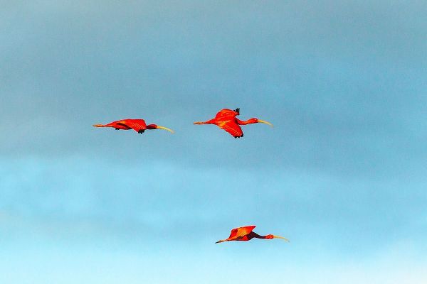 Caribbean-Trinidad-Caroni Swamp Scarlet ibis birds in flight